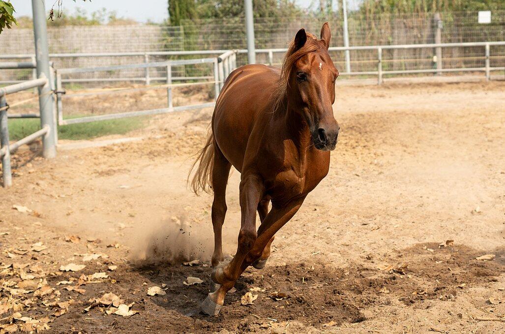 חוות הסוסים - נווה בר - מלון בוטיק בכפר - 5 בקתות עץ ו 5 סוויטות בנווה מבטח - צימרים VIP 89158