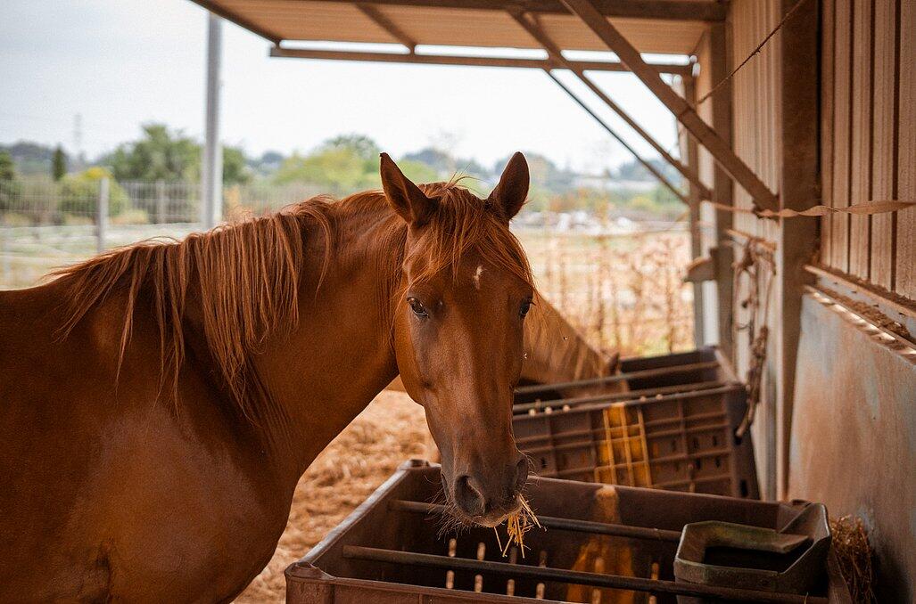 חוות הסוסים - נווה בר - מלון בוטיק בכפר - 5 בקתות עץ ו 5 סוויטות בנווה מבטח - צימרים VIP 89156