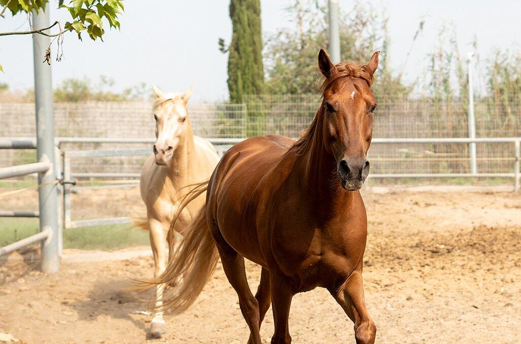 חוות הסוסים - נווה בר - מלון בוטיק בכפר - 5 בקתות עץ ו 5 סוויטות בנווה מבטח - צימרים VIP 89159