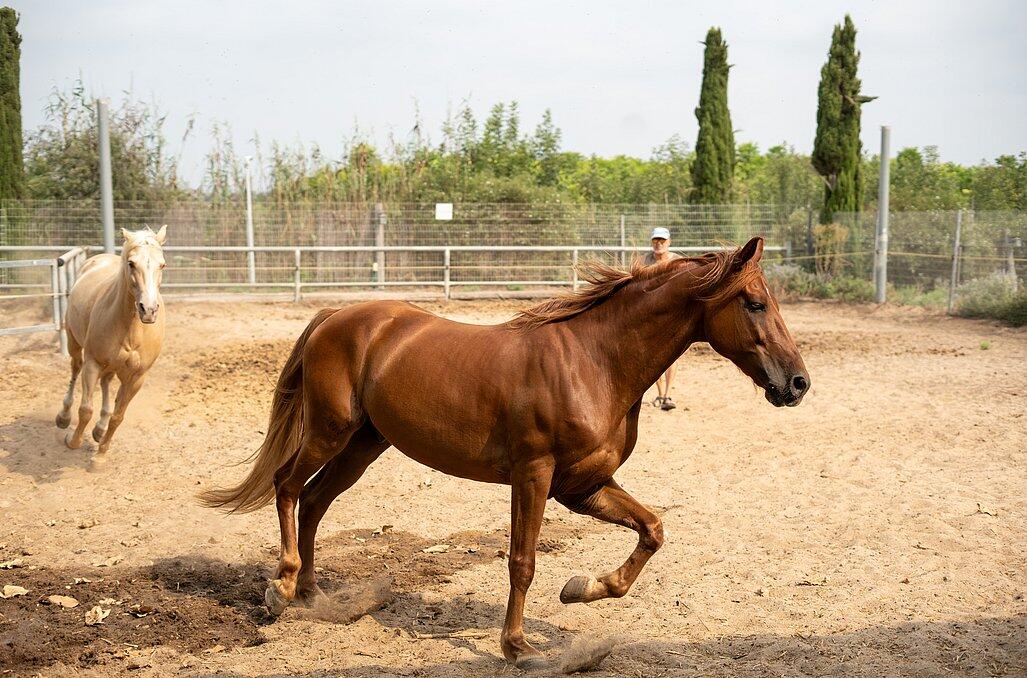 חוות הסוסים - נווה בר - מלון בוטיק בכפר - 5 בקתות עץ ו 5 סוויטות בנווה מבטח - צימרים VIP 89157